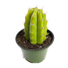 Load image into Gallery viewer, San Pedro Cactus | Echinopsis (Trichocereus) pachanoi
