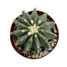 Load image into Gallery viewer, Nude Blue Barrel Cactus | Ferocactus glaucescens inermis
