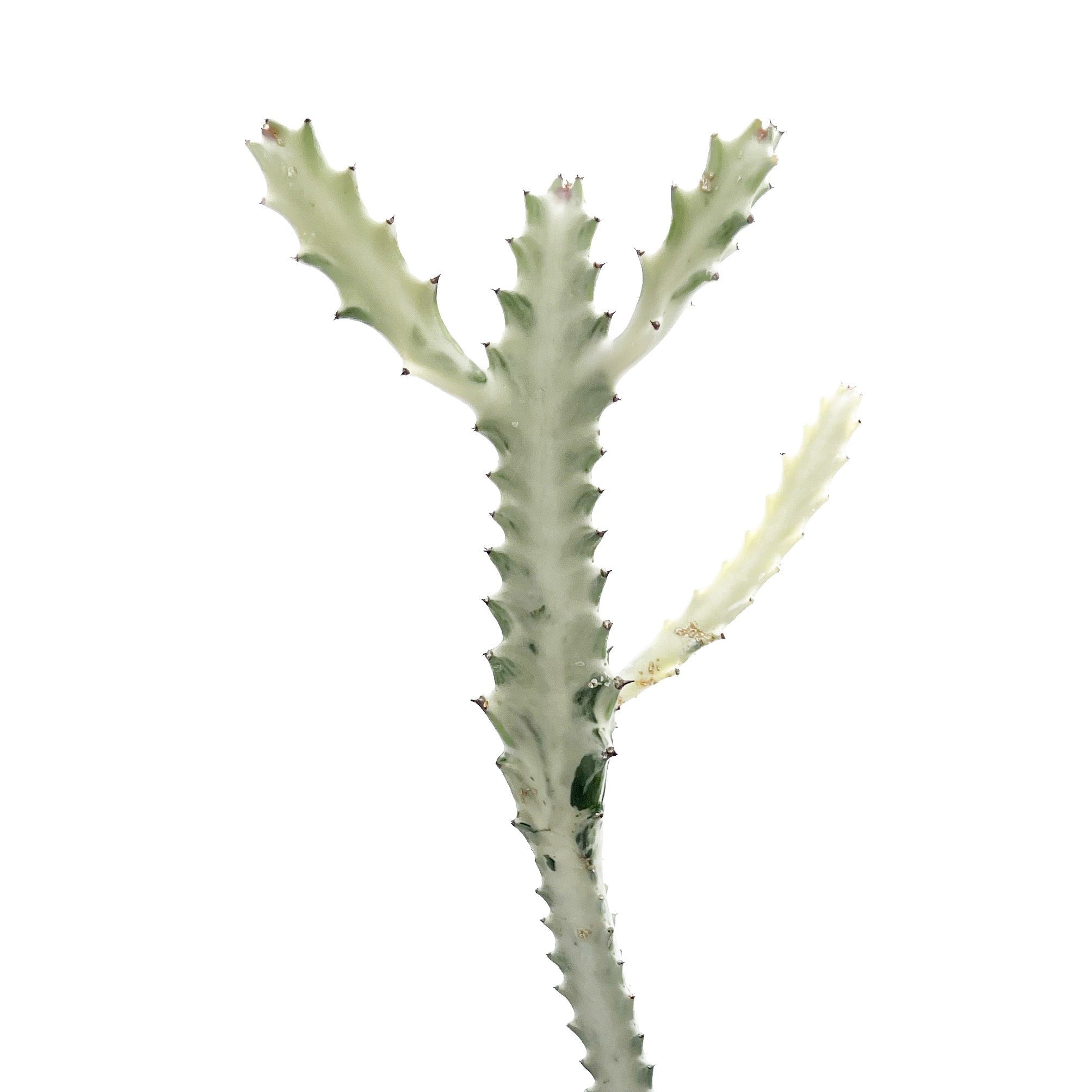 Euphorbia Lactea Variegata