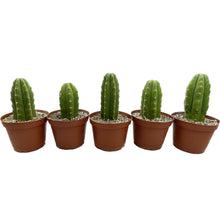 Load image into Gallery viewer, San Pedro Cactus | Bulk Rooted Cactus Packs | Echinopsis (Trichocereus) Pachanoi
