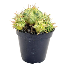 Load image into Gallery viewer, Euphorbia meloformis Variegata