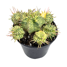 Load image into Gallery viewer, Euphorbia meloformis Variegata