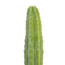 Load image into Gallery viewer, San Pedro Cactus | Trichocereus (Echinopsis) Pachanoi - Non-PC Cultivars / Seedling (2-4 inches) - San Pedro Source