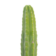 Load image into Gallery viewer, San Pedro Cactus | Echinopsis (Trichocereus) pachanoi
