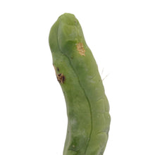 Load image into Gallery viewer, Trichocereus Bridgesii Monstrose | Long Form | Type A | Penis Cactus - Cutting / Small(3-4 inch) - San Pedro Source