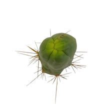 Load image into Gallery viewer, Trichocereus Bridgesii Monstrose | Long Form | Type A | Penis Cactus - Cutting / Small(3-4 inch) - San Pedro Source