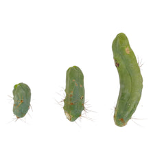 Load image into Gallery viewer, Trichocereus Bridgesii Monstrose | Long Form | Type A | Penis Cactus - Cutting / Small(3-4 inch) - San Pedro Source