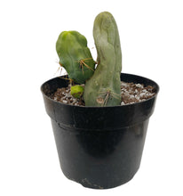 Load image into Gallery viewer, Trichocereus Bridgesii Monstrose | Long Form | Type A | Penis Cactus - Cutting / Small(3-4 inch) - San Pedro Source