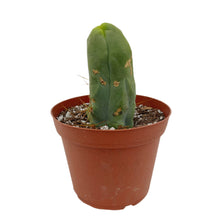 Load image into Gallery viewer, Trichocereus Bridgesii Monstrose | Long Form | Type A | Penis Cactus - Cutting / Small(3-4 inch) - San Pedro Source