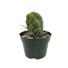 Load image into Gallery viewer, Trichocereus Bridgesii Monstrose | Long Form | Type A | Penis Cactus - Cutting / Small(3-4 inch) - San Pedro Source