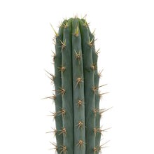Load image into Gallery viewer, Trichocereus Peruvianus | Peruvian Torch Cactus - Rooted / Seedling (2-4 inches) - San Pedro Source