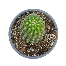 Load image into Gallery viewer, Trichocereus brevispinulosus | Indian Comb Cactus