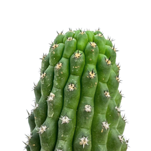 Load image into Gallery viewer, Trichocereus brevispinulosus | Indian Comb Cactus