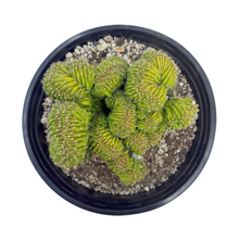 Load image into Gallery viewer, Crested San Pedro Cactus Hybrids