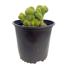 Load image into Gallery viewer, Crested San Pedro Cactus Hybrids