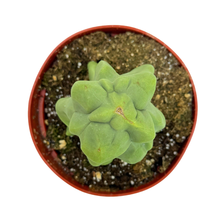 Load image into Gallery viewer, Pachycereus schottii monstrose | Totem Pole Cactus