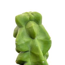 Load image into Gallery viewer, Pachycereus schottii monstrose | Totem Pole Cactus