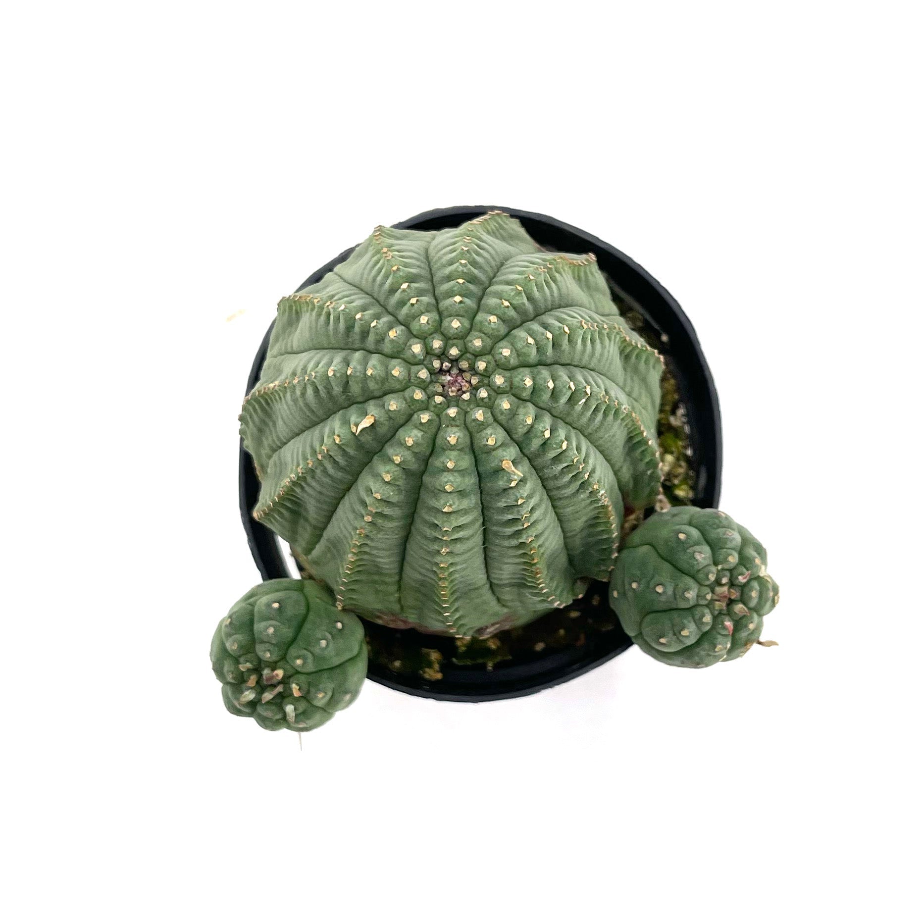 Euphorbia Obesa Hybrid – San Pedro Source