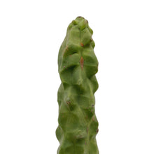 Load image into Gallery viewer, Totem Pole Cactus | Pachycereus schottii monstrosus
