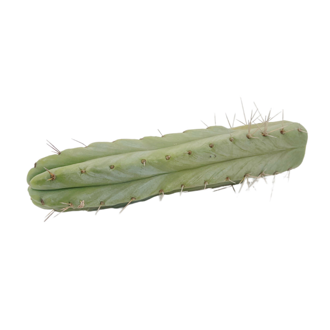 Bolivian Torch Cactus Cuttings | Trichocereus bridgesii | Echinopsis lageniformis