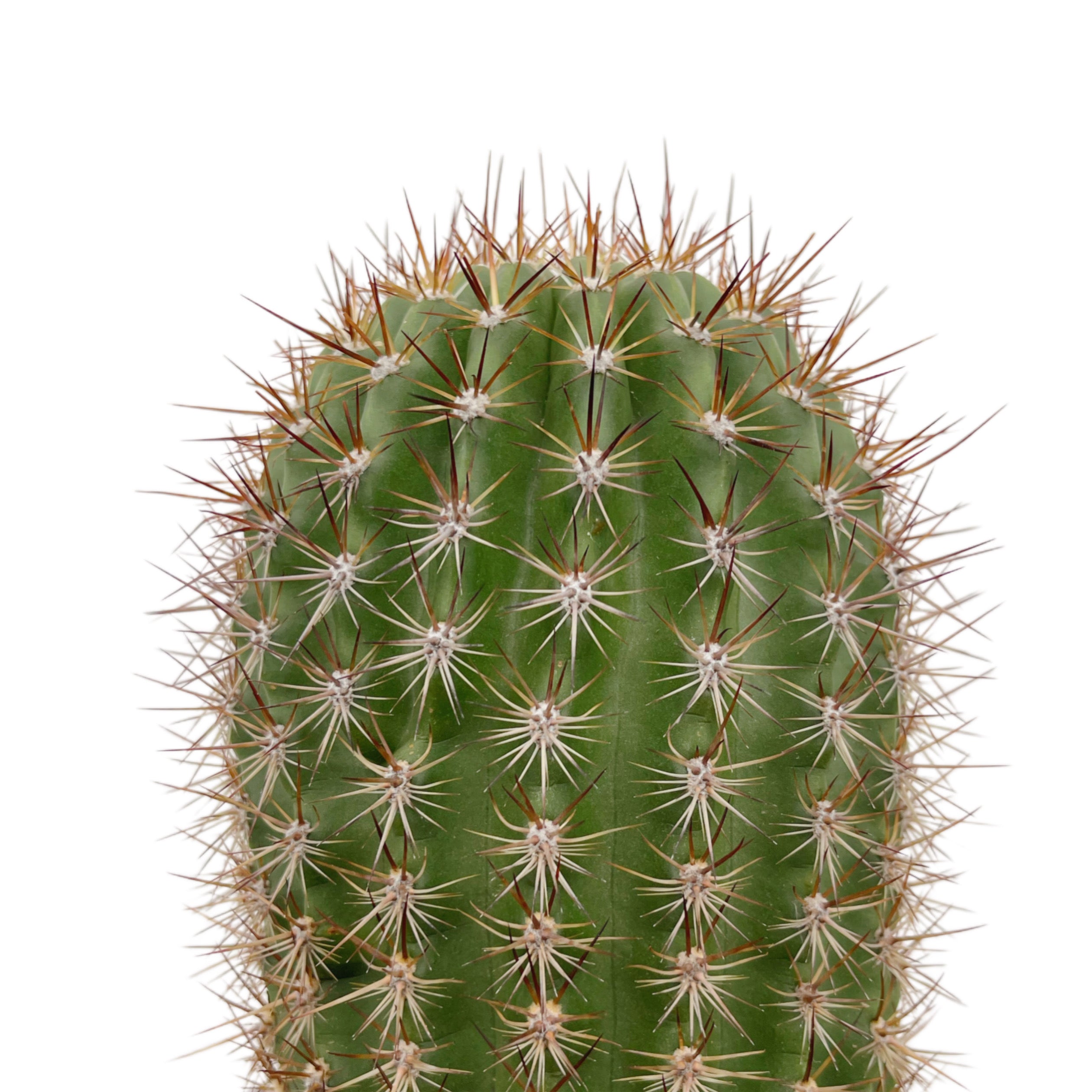Trichocereus grandiflorus