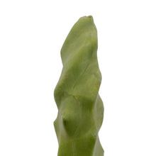 Load image into Gallery viewer, Totem Pole Cactus | Pachycereus schottii monstrosus
