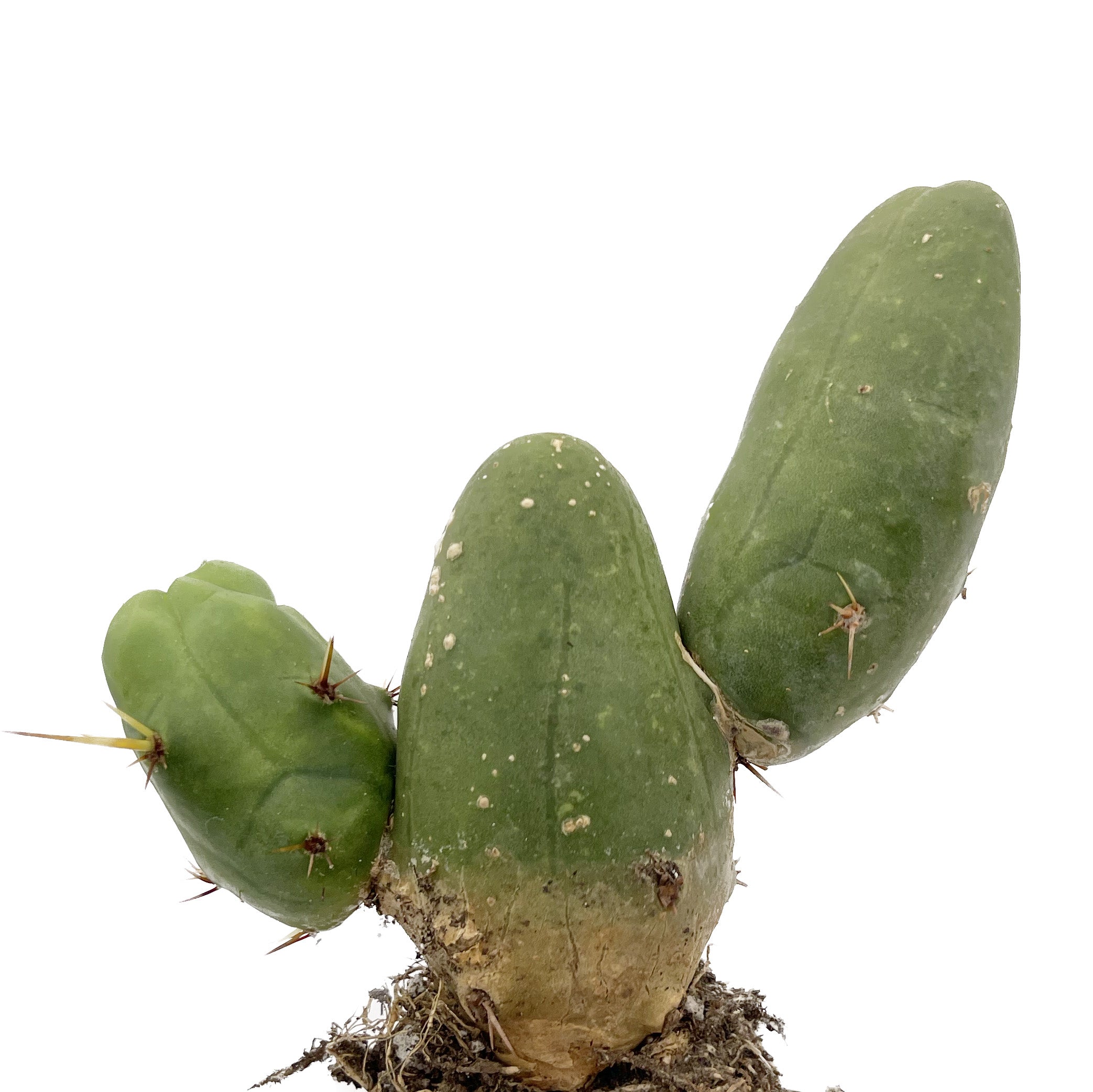 Trichocereus Bridgesii Monstrose | Short Form | Type B