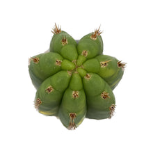 Load image into Gallery viewer, Trichocereus pachanoi variegata | Variegated San Pedro Cactus - Cutting / Small (8-12 inch) - San Pedro Source
