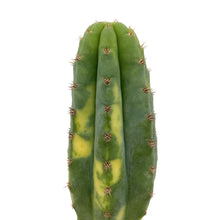 Load image into Gallery viewer, Variegated San Pedro Cactus | Trichocereus pachanoi variegata
