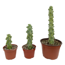 Load image into Gallery viewer, Boobie Cactus | Myrtillocactus geometrizans Fukurokuryuzinboku
