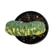 Load image into Gallery viewer, Myrtillocactus Geometrizans Cristata Variegata | Variegated Blue Candle Crest Cactus