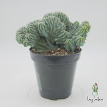 Load and play video in Gallery viewer, Blue Candle Crest Cactus | Myrtillocactus Geometrizans Cristata
