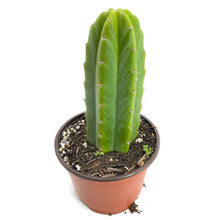 Load image into Gallery viewer, San Pedro Cactus | Trichocereus (Echinopsis) Pachanoi - Predominant Cultivar (PC) / Small (8-12 inches) - San Pedro Source