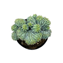 Load image into Gallery viewer, Blue Candle Crest Cactus | Myrtillocactus Geometrizans Cristata
