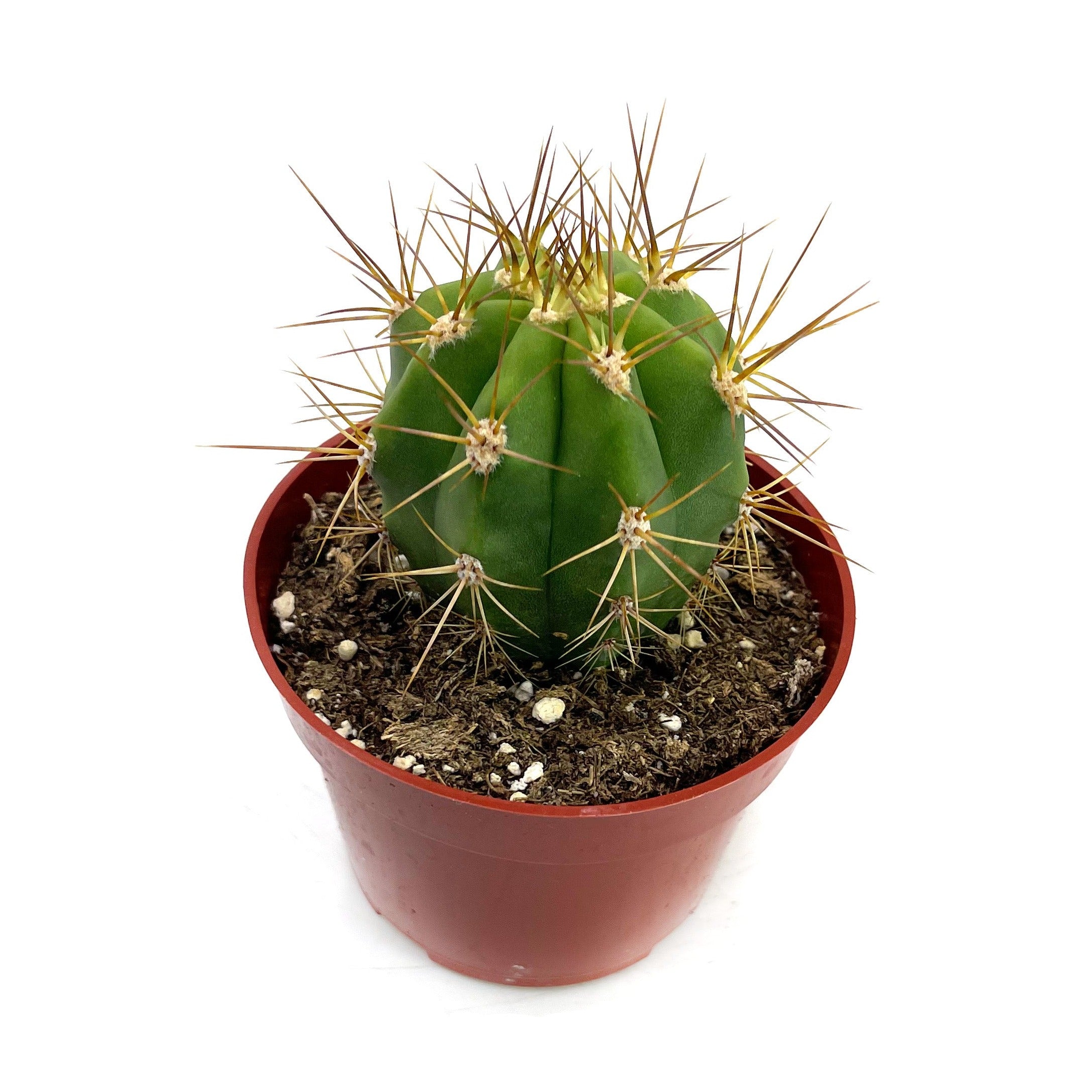 Trichocereus Terscheckii