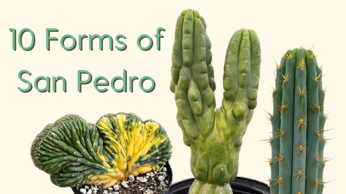The 10 Different Forms of San Pedro Cactus