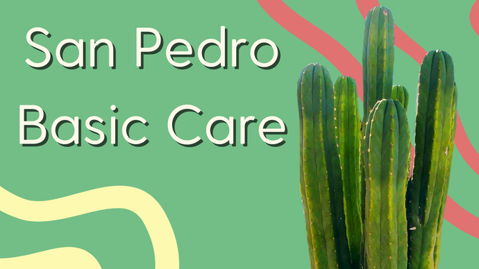 How to Grow a San Pedro Cactus [Updated 2024]