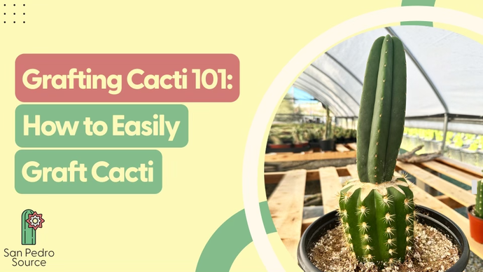 Cactus Grafting 101: A Simple Step-by-Step Guide