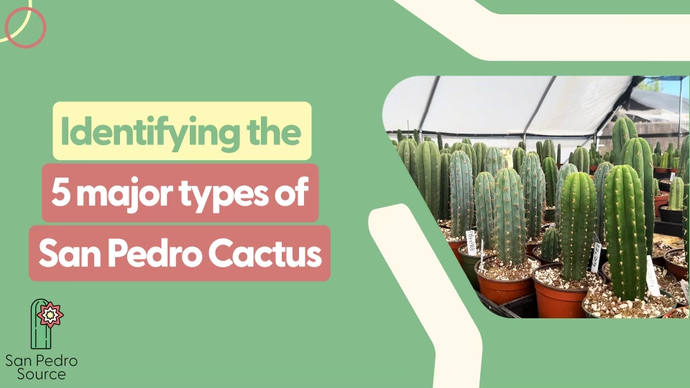 Identifying the 5 Major Types of San Pedro Cactus: The Ultimate Field Guide