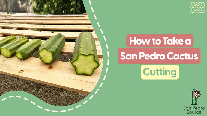 Cactus Cuttings 101: A Step by Step Propagation Guide