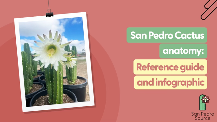 The 10 Major Parts of San Pedro Cactus Anatomy: Reference Guide & Infographic