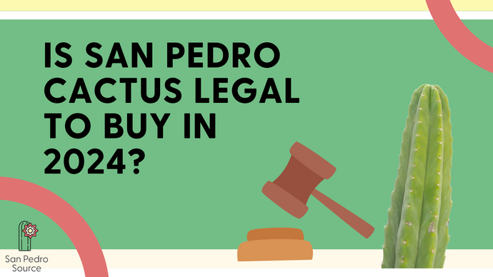 How to Legally Buy San Pedro Cactus in the United States
