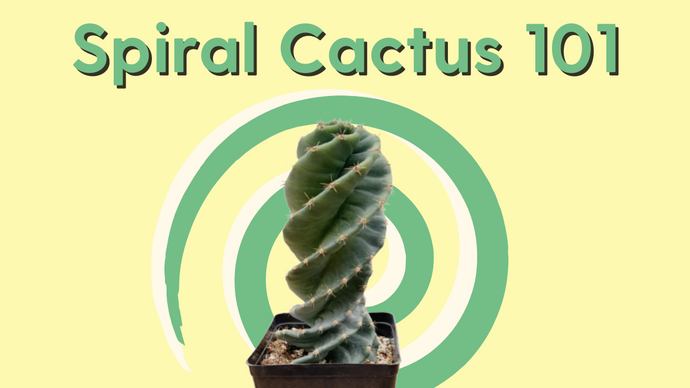 Spiral Cactus 101: A Guide to Cereus Forbesii Spiralis