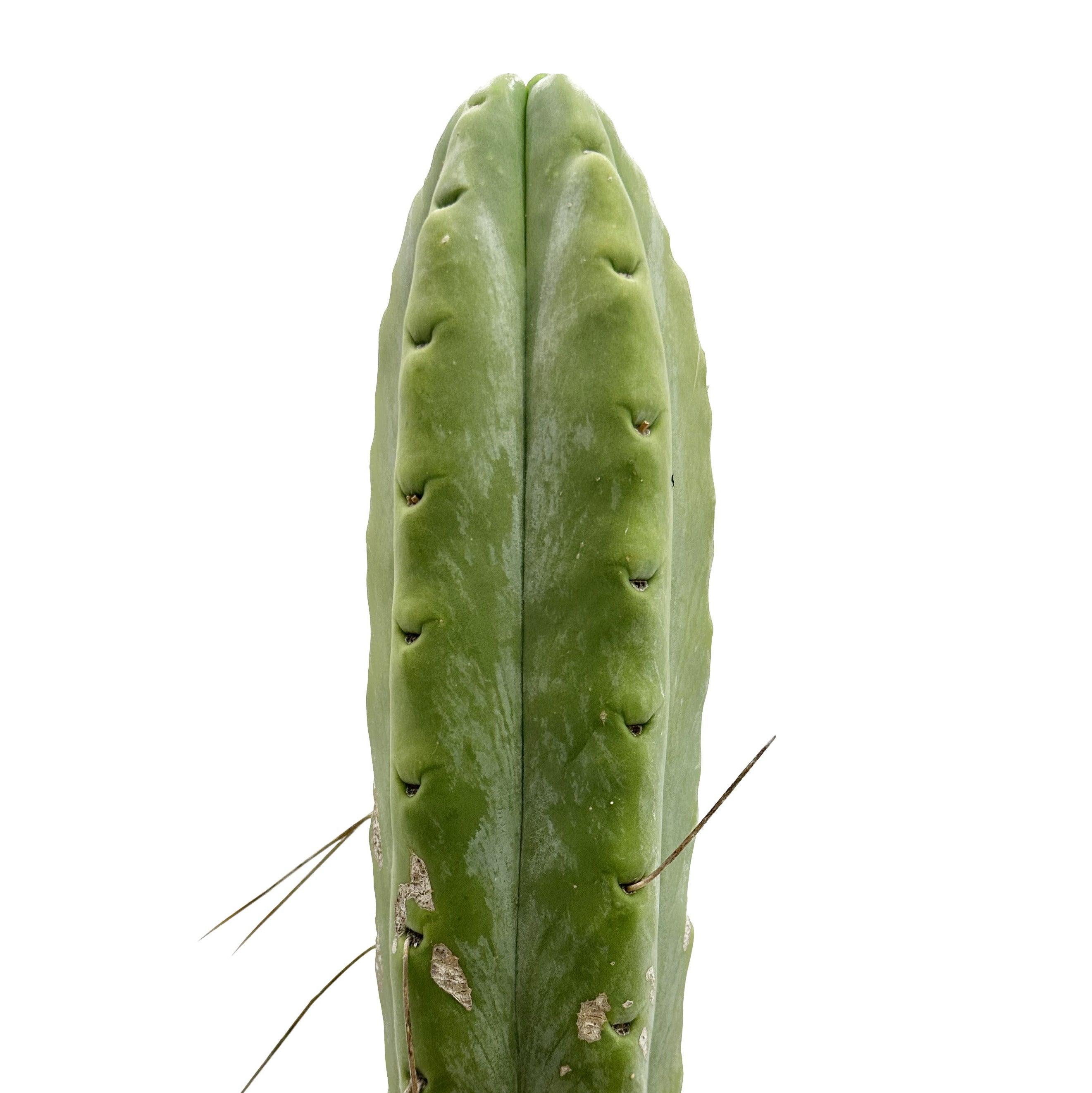 Bolivian Torch Cactus – San Pedro Source