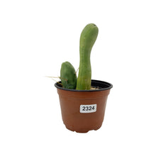 Load image into Gallery viewer, Trichocereus Bridgesii Monstrose | Long Form | Type A | Exact Rooted Plants
