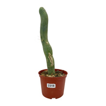 Load image into Gallery viewer, Trichocereus Bridgesii Monstrose | Long Form | Type A | Exact Rooted Plants
