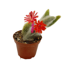 Load image into Gallery viewer, Cleistocactus colademononis | Monkey Tail Cactus - 2.5 inch pot (Single) - San Pedro Source
