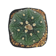 Load image into Gallery viewer, Astrophytum asterias | Sand Dollar Cactus
