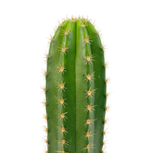 Load image into Gallery viewer, Trichocereus Hybrids | Exact Hybrid Crosses
