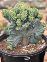 Load image into Gallery viewer, Myrtillocactus Geometrizans Cristata | Blue Candle Crest Cactus
